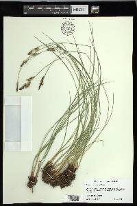 Carex nudata image