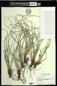 Carex nigromarginata image