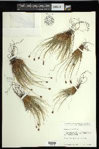 Carex nardina image