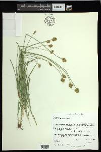 Carex multicostata image