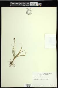 Carex nigricans image