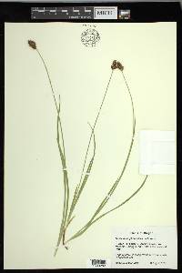 Carex neurophora image