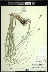 Carex normalis image