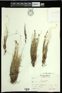 Carex nardina image