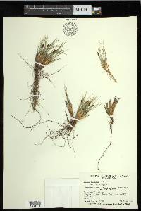 Carex nardina image