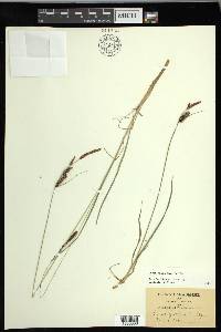 Carex nigra image