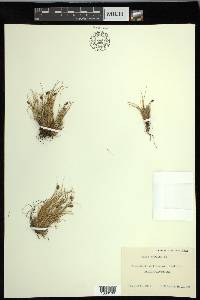 Carex nardina image