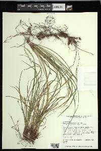 Carex nigricans image