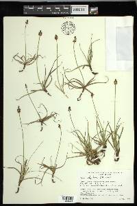 Carex nigricans image