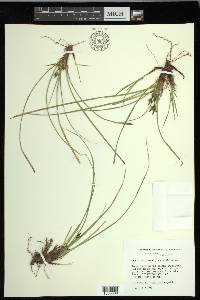 Carex nigromarginata image