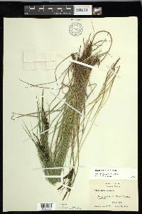 Carex nigra image