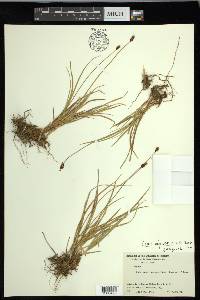 Carex nigricans image