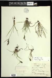 Carex nigra image