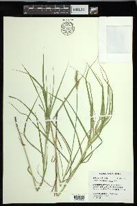 Carex muskingumensis image