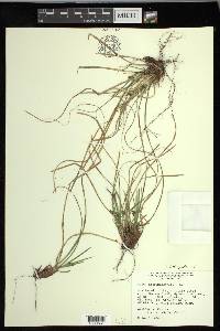 Carex nigromarginata image