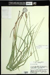 Carex normalis image