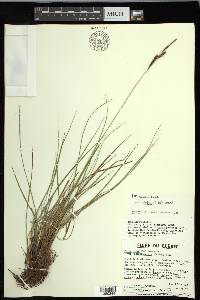 Carex nigra image