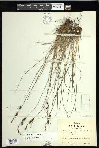 Carex nigra image