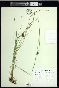 Carex neurophora image