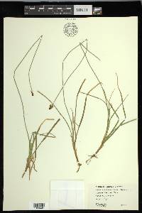 Carex nigricans image