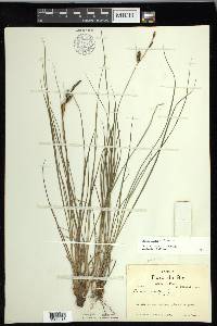 Carex nigra image