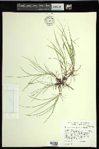 Carex novae-angliae image