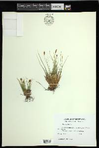 Carex nardina image