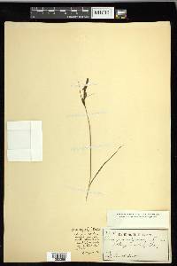 Carex nigra image