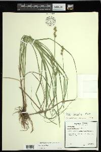 Carex normalis image