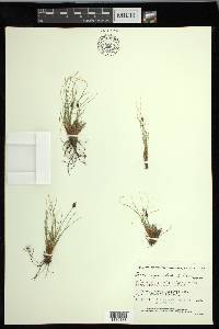 Carex nardina image