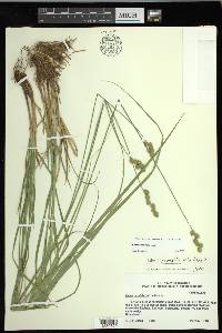 Carex normalis image