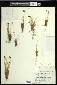 Carex nardina image