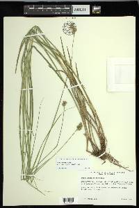 Carex normalis image