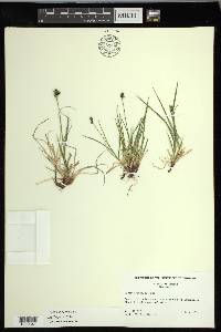 Carex norvegica image