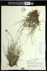 Carex nigricans image