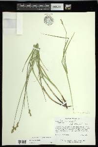 Carex normalis image