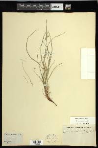 Carex novae-angliae image