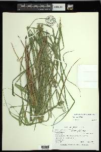 Carex normalis image