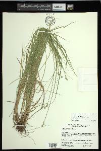 Carex normalis image