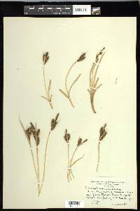 Carex nebrascensis image