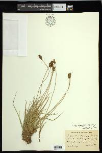 Carex nigricans image