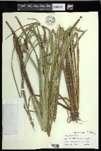 Carex obnupta image