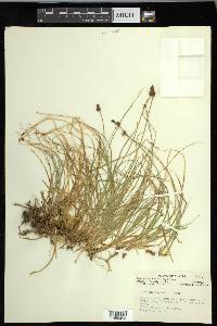 Carex nigricans image