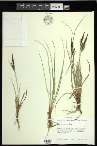 Carex nigra image