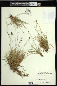 Carex nigricans image