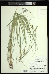 Carex normalis image