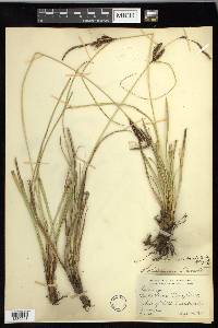 Carex obnupta image