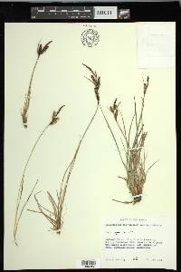 Carex nigra image