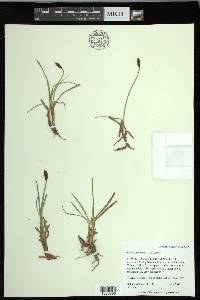 Carex nigricans image