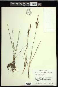 Carex nigra image